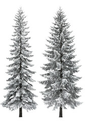 Obraz premium Three medium picea trees covered in white powdery snow and hoarfrost, captured with sharp focus in a minimalist, high-key product photography studio, concept for commercial winter design
