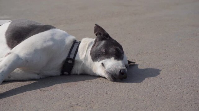 Indian Pariah Dog Sleeping on Road