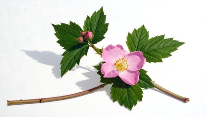 Elegant blooming pink flower with green leaves on a white background capturing spring's beauty