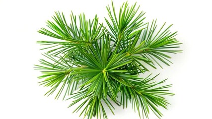 Video A detailed view of a plant's leaves and stem against a clean white background, ideal for use in educational or commercial settings where a minimalist design is required