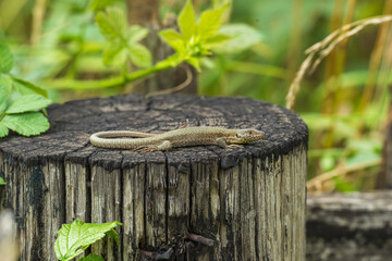 Eine Eidechse sonnt sich auf einen Holzpfosten