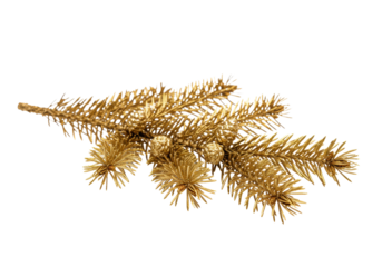 Solitary, hyper-detailed picea abies fir branch coated in shimmering metallic gold leaf texture, featuring small cones, isolated on a transparent background, high-key studio light. Concept of