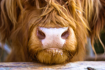 A detailed close-up of a Highland cow muzzle with long, shaggy brown hair hanging over its eyes. The authentic unique character of this Scottish breed. Farming, nature, farm animal portraits theme.