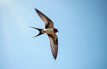 Barn swallow bird flies with spread wings against blue sky. Small wild animal in natural habitat, swift motion, aerodynamic form, graceful flight.