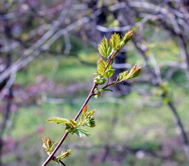 Young shoots of the Crataegus arnoldii leaves on a branch in spring. Selective focus. Blurred background. Close-up