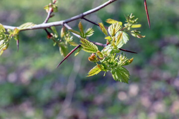 Young shoots of Crataegus arnoldii leaves on a branch in spring. Selective focus. Blurred background. Close-up