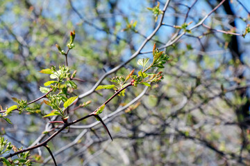 Young shoots of the Crataegus arnoldii leaves on branch in spring. Selective focus. Blurred background. Close-up