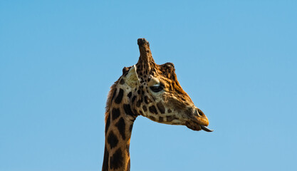 Giraffe Blowing a Raspberry