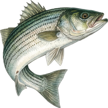 Leaping striped bass. Leaping bass fish. Striped bass illustration. Vector file.