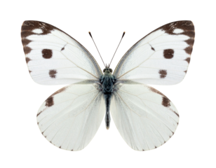  Floating White Butterfly with Brown Patterns and Soft Glow