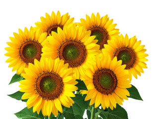 Obraz premium Vibrant Yellow Sunflowers with Lush Green Leaves