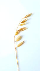 Single oat sprig, natural beige, delicate grains, isolated on white, soft daylight, food packaging use