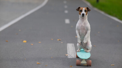 A Jack Russell Terrier rides a penny board in an autumn park.