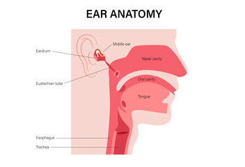 Eustachian tube poster