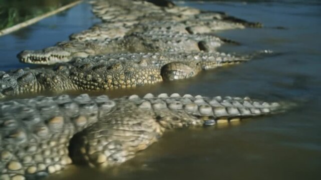 Dense line of alligators partially submerged, snouts aligned along a muddy shoreline, awaiting prey