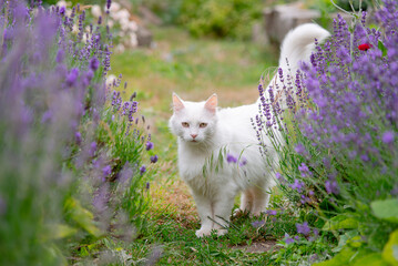 cat and flowers