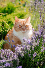 cat and flowers