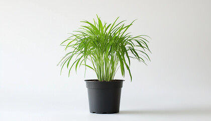 Fototapeta premium Potted dill plant grows on white background. Fresh green herb leaves vibrant, ready for cooking. Represents organic gardening, healthy