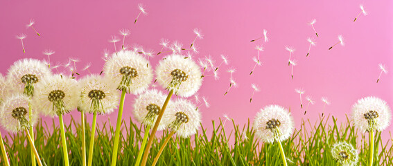 pink flowers background on green grass