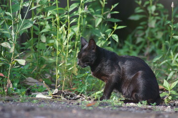 A domestic cat with short black fur © irwan