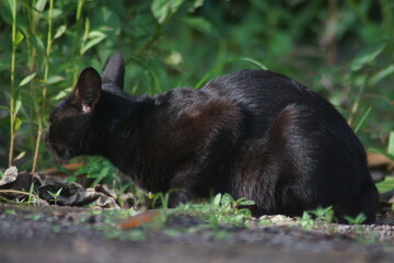 A domestic cat with short black fur © irwan