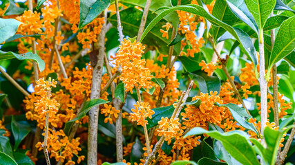 キンモクセイの花