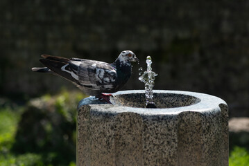 A pigeon drinking water from fountain