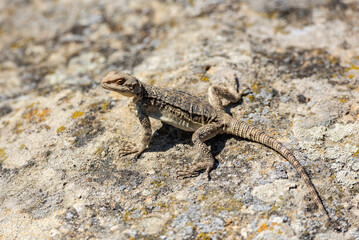 Fototapeta premium Agama lizard sunbathing at the top of Uplistsikhe, rock cut ancient town in Georgia
