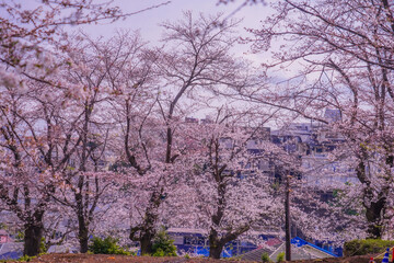 Fototapeta premium 街を包む桜の眺望