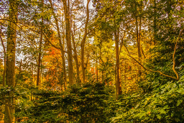 秋色の雑木林のイメージ