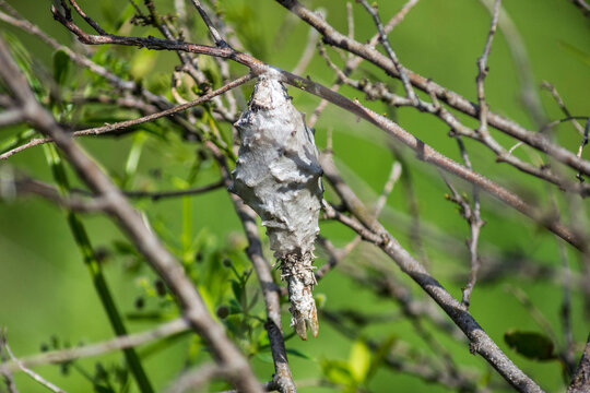 Oiketicus kirbyi bicho canasto o bicho del cesto