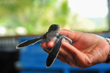 Baby Sea Turtles in Hatchery  
Baby sea turtles with orange-patterned shells swim in circular tank, part of conservation hatchery setup before wild release.