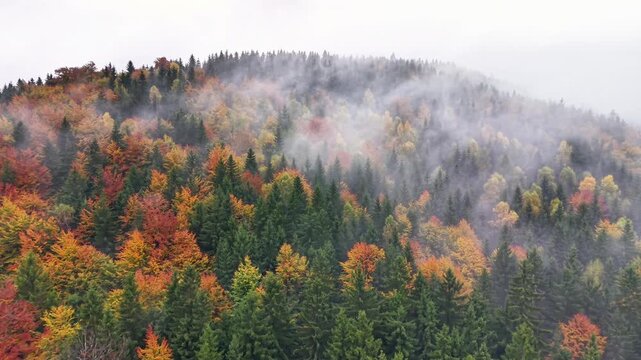 drone observes vibrant canopy amidst mist, colorful treetops under fog being assessed by botanist