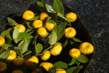 上賀茂神社　手水鉢の橘　京都市北区