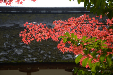秋の上賀茂神社　境内の紅葉　賀茂別雷神社京都市北区