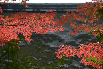 秋の上賀茂神社　境内の紅葉　賀茂別雷神社京都市北区