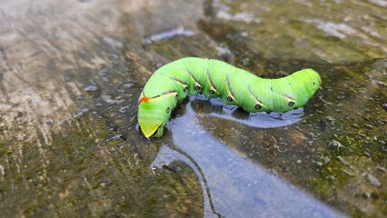 Caterpillar on the raindrops