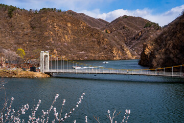 The lake and bridge in spring, with apricot blossoms blooming on both banks.