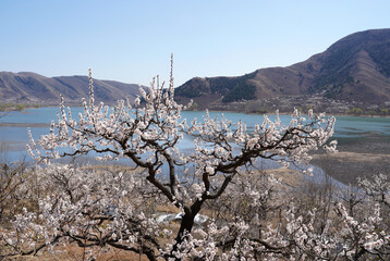 Apricot flowers bloom in spring
