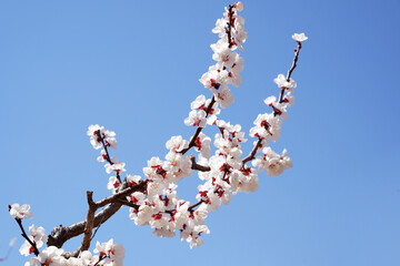 Apricot flowers bloom in spring