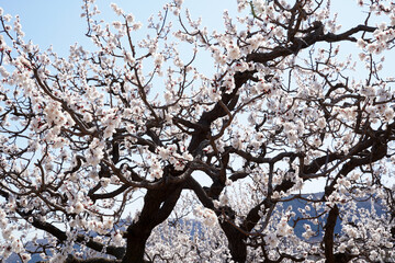 Apricot flowers bloom in spring