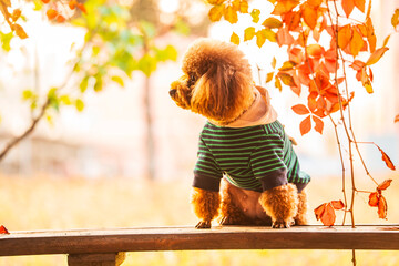 A toy poodle in autumn