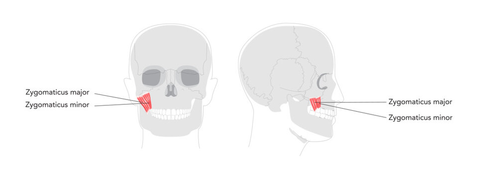 Zygomaticus major minor - Facial muscle depicted in anatomy chart, responsible for elevating the corner of the mouth during smiling essential in medical study and facial expression education