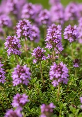 Obraz premium Close-up view of captivating creeping thyme blossoms creating a vibrant botanical carpet