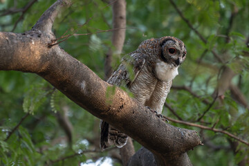 A Mottled owl perched on a tree branch in a forest. Detailed close up of a wild nocturnal bird in its natural habitat with a blurred green background.