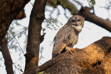 A Mottled owl perched on a tree branch in a forest. Detailed close up of a wild nocturnal bird in its natural habitat with a blurred green and light blue background.