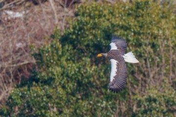 冬枯れの山をバックに悠然と飛ぶオオワシ