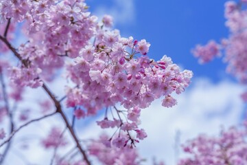 青空バックに見上げる満開のピンクの枝垂れ桜の花
