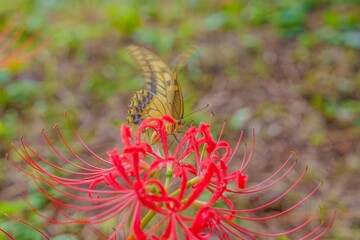 満開の彼岸花の蜜を懸命に吸うキアゲハ