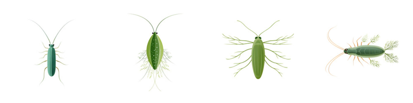 Aquatic Insects: Watercolor Illustrations of Copepods on White